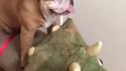 English Bulldog casually enjoys dinosaur ride