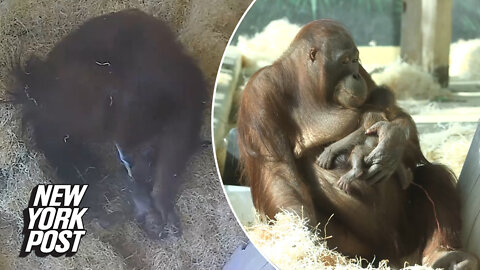 Momma orangutan pulls her own baby out during zoo birth