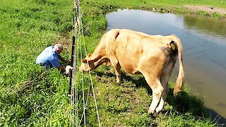 Motorist helps reunite distraught mother cow with her newborn baby