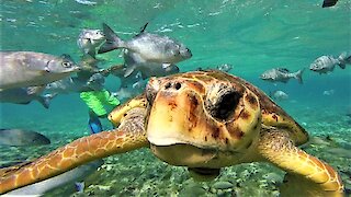 Friendly loggerhead sea turtle approaches swimmer in marine sanctuary