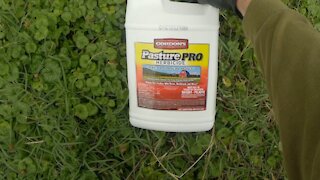 Pasture maintenance: Herbicide