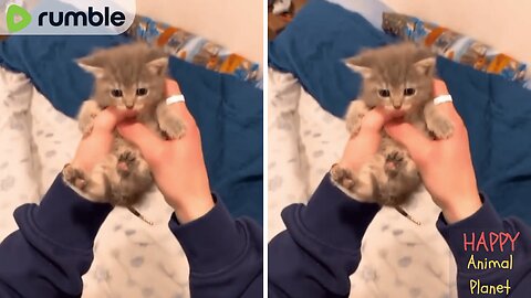 Funny and Cute Cat | Would you want to be her friend? Baby cat!