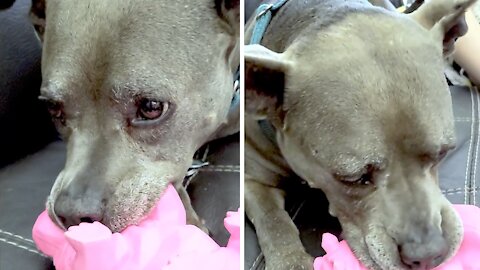 Rescued pit bull with incredible story loves new squeaky toy