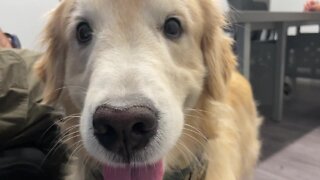 Local organization helping vets with furry companions