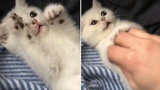 Adorable kitten preciously plays with owner