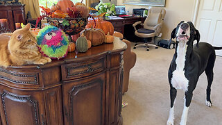 Funny Great Dane Offers Opinion To Cat About Fall Decorating