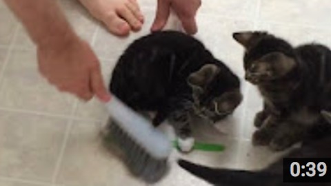 Cleaning With Kittens