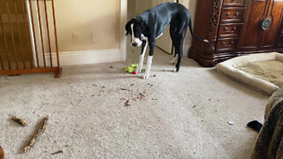 Funny Great Dane Puppy Sneaks Stick Into Bedroom