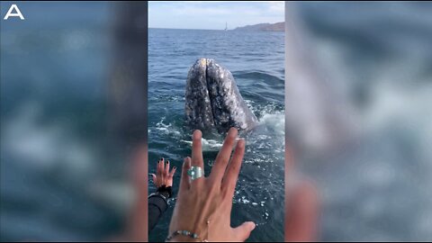 Whale Hello There: Grey Whale Shows Its Face To Say Hello