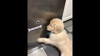 Hungry puppy knows exactly where the food is stored