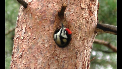 A young woodpecker is waiting for his parent