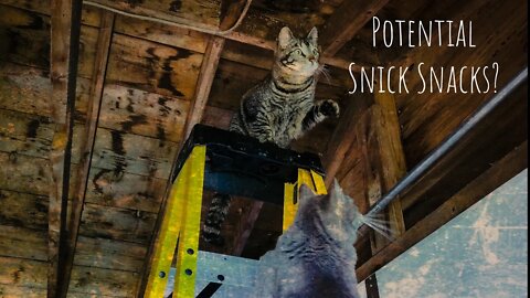 The Cat Snack Shack