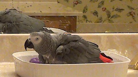 Intelligent parrot understands the meaning of "water"