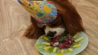 Dog celebrates birthday with special cake
