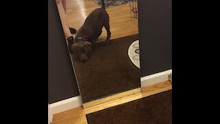 Adorable puppy fights off "evil" reflection in the mirror