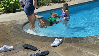 Goldendoodle swimming lessons dog life vest