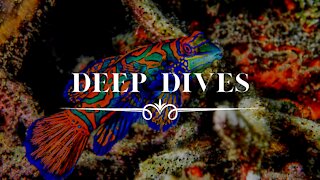 DEEP DIVES - Relaxing Music, Instrumental Guitar Music, Bass Solo, Soft Music, instrumental Bass