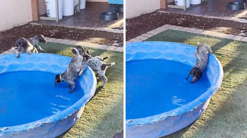 Puppy's first time in the pool is adorably hilarious