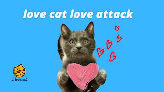 love cat love attack