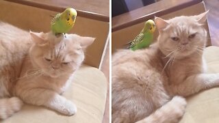 Cat and parrot share incredibly close bond