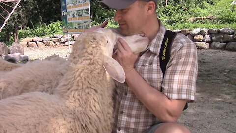 Unexpected cuddles and love from sheep