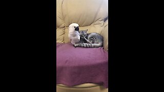 Cockatoo helps cat with grooming duties