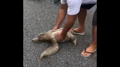 Man helps sloth cross the street