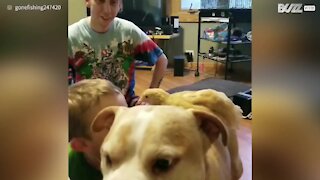 Chicken hitches ride on back of pit bull