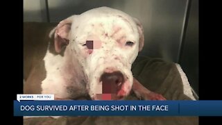 Dog survived after being shot in the face