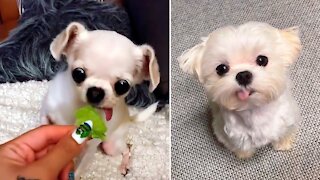 😅 Funny Dogs Videos Compilation