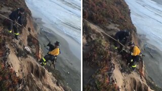 Labrador Rescued From Cliff Edge in San Francisco