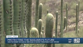 Can saguaros survive in the Valley? Increasing temperatures, worsening drought pose threat