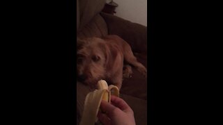 Crazy dog freaks out over harmless banana