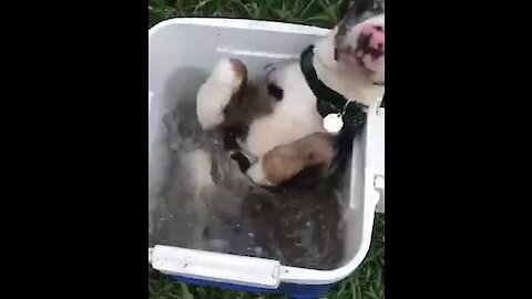 Puppy decides to literally chill out in cooler