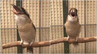 Denne fuglen har den mest skremmende latteren som finnes