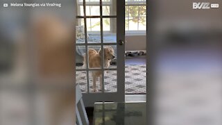 Cão fica preso atrás de porta aberta