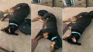 Dog isn't phased at all while robot vacuum works around him