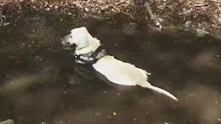 Dog can't get enough of mud puddle