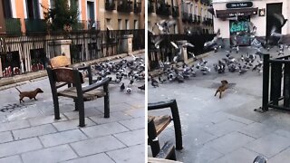 Dachshund puppy chases pigeons in the park