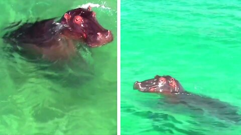 Animals Return Hippo Surfs Waves After Lockdown Left Beach Deserted
