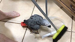 Insistent parrot helps his owner sweep the floor