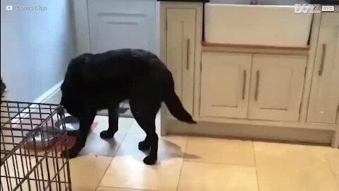 Cão anda para trás quando atravessa portas