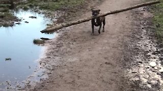 Determined dog carries gigantic log during forest walk