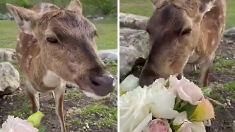 Rescued deer loves to chow down on fresh flowers