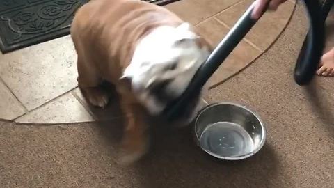 Gerald the Bulldog attacks the vacuum cleaner