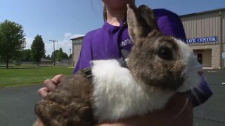 Inside the world of bunny hoppers