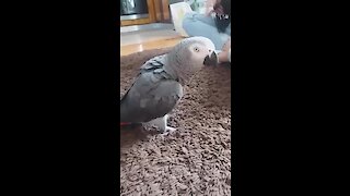 Parrot sees owner jumping, flawlessly imitates her