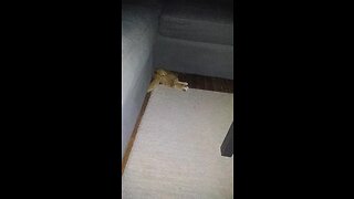 Cat gets stuck trying to squeeze underneath couch