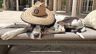 Laid back Great Dane chills out with his super cool sun hat