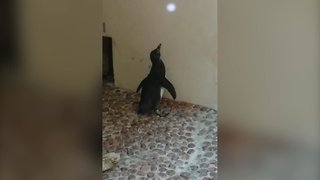 Penguins Chase a Light – Funny!